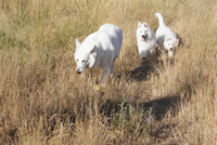 coralie,Mausi, forrest